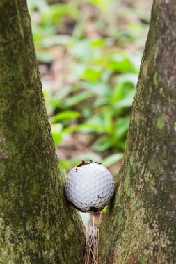 Golf topu iki palmiye ağaçları arasında sıkışmış