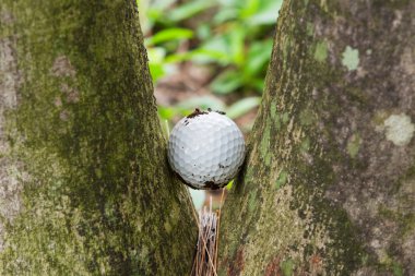 Golf topu iki palmiye ağaçları arasında sıkışmış