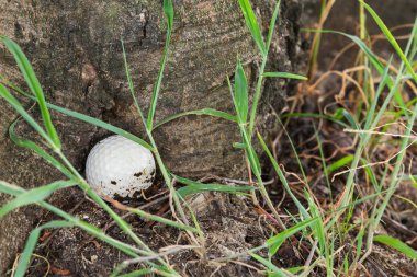 Golf topu ağacın dibinde
