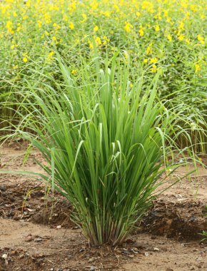 Limon otu