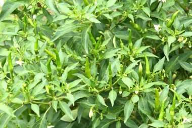 kuş kırmızı biber