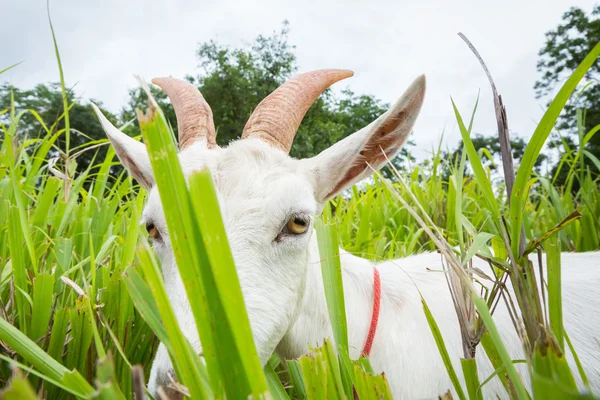 Goat eating grass — Stock Photo, Image