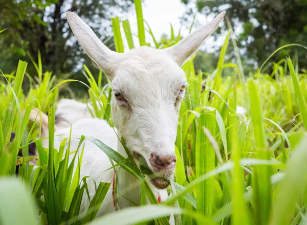 Goat eating grass — Stock Photo, Image