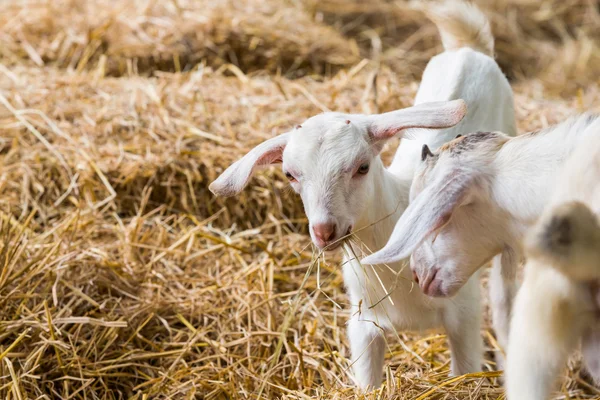 Cabras jóvenes en la granja — Foto de Stock