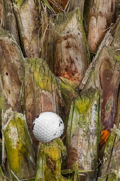 Golfbal geplakt op palmboom — Stockfoto