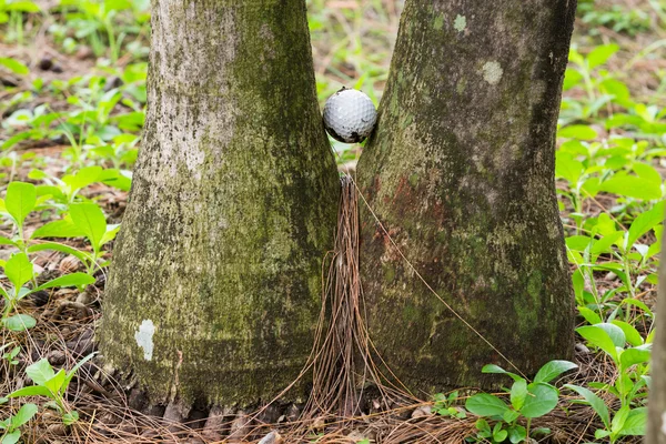 Pelota de golf pegada entre dos palmeras —  Fotos de Stock