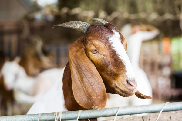 Caprinos na exploração agrícola — Fotografia de Stock