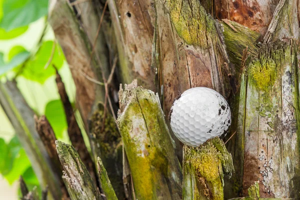 Golf ball stuck on palm tree — Stock Photo, Image