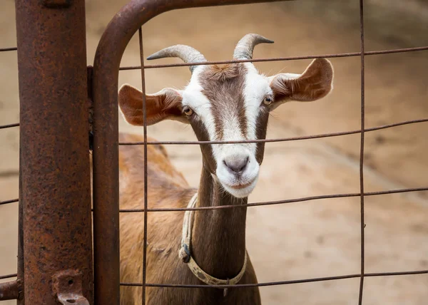 Cabra en la granja — Foto de Stock