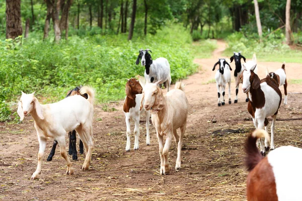 Goats in farm — Stock Photo, Image