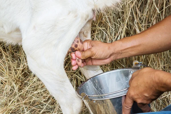 Goat milking — Stock Photo, Image
