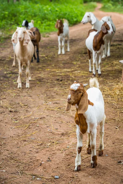 Ziegen im Bauernhof — Stockfoto