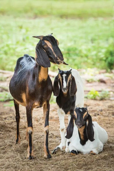 Goats in farm — Stock Photo, Image