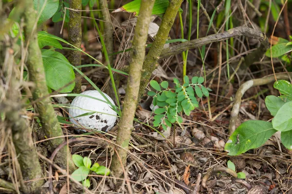 Pelota de golf en el arbusto — Foto de Stock