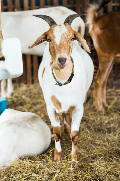 Kambing di peternakan — Stok Foto