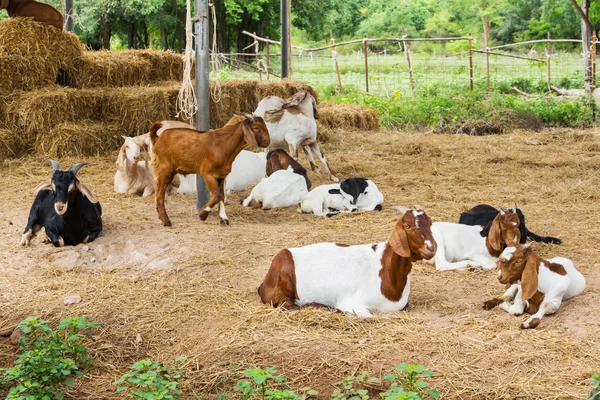 Goats in farm — Stock Photo, Image