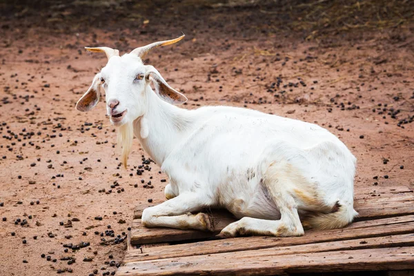 Ziege im Bauernhof — Stockfoto