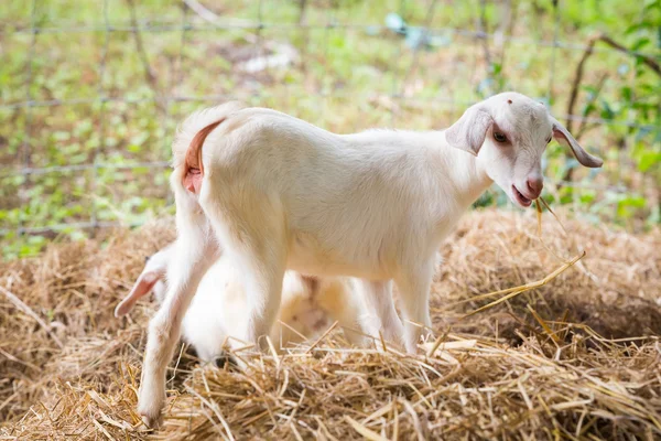 Caprinos na exploração agrícola — Fotografia de Stock