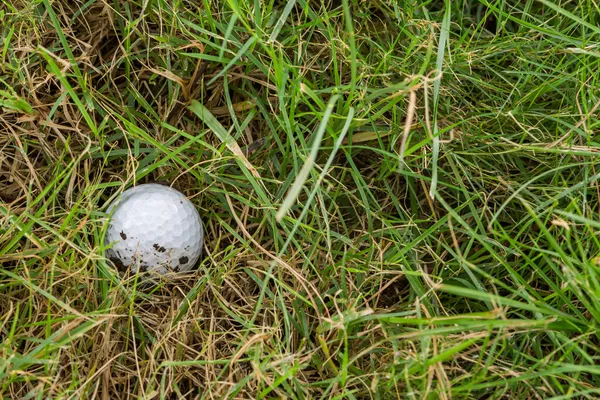 Golfboll i grov — Stockfoto