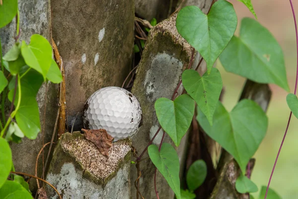 Golf ball stuck on palm tree — Stock Photo, Image