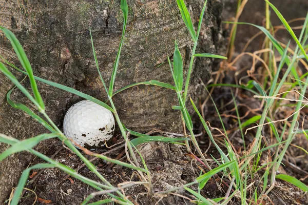 Pelota de golf en la base del árbol — Foto de Stock