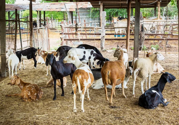Goats in farm — Stock Photo, Image