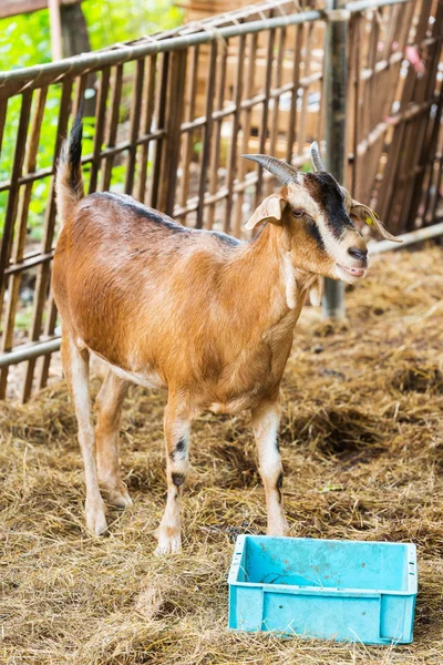 Kozí farmě — Stock fotografie