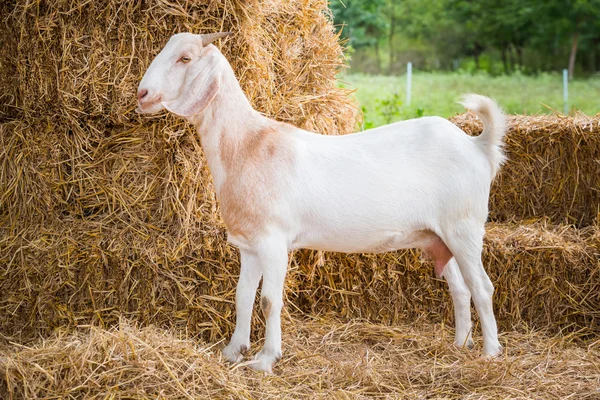 Caprinos na exploração agrícola — Fotografia de Stock