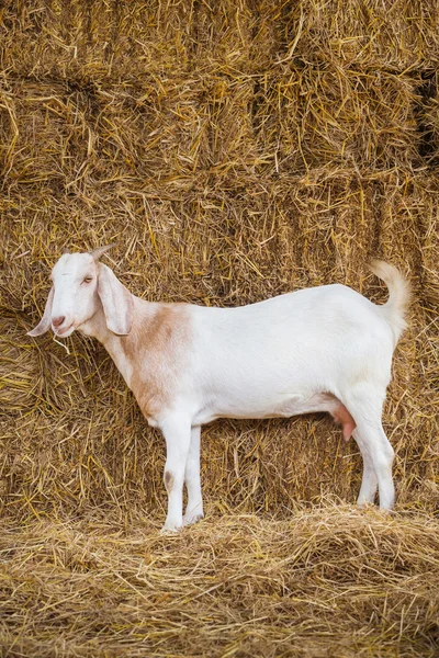 Kozy w gospodarstwie — Zdjęcie stockowe