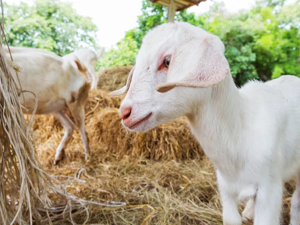 Caprinos na exploração agrícola — Fotografia de Stock