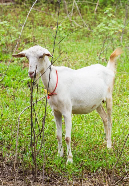 Caprinos na exploração agrícola — Fotografia de Stock