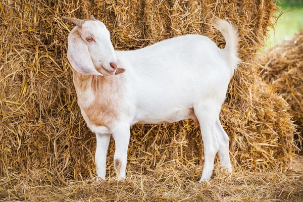 Caprinos na exploração agrícola — Fotografia de Stock