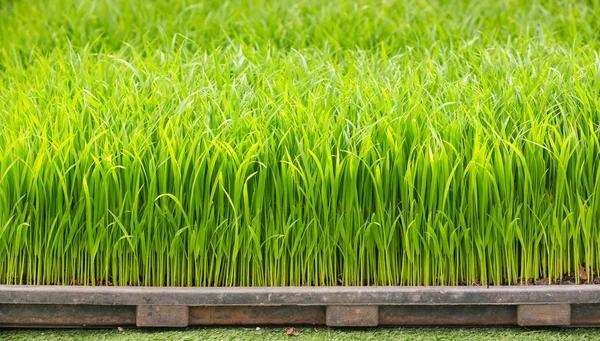 Rebentos de arroz — Fotografia de Stock