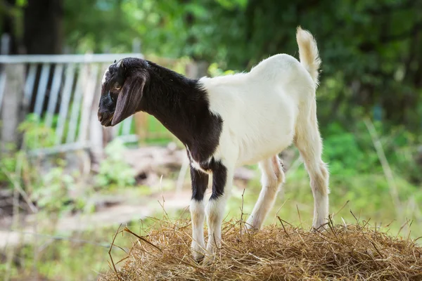 Goat in farm — Stock Photo, Image