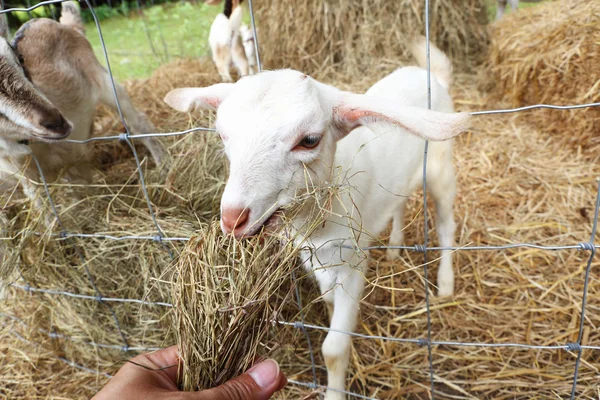 Goat in farm — Stock Photo, Image