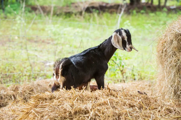 Goat in farm — Stock Photo, Image