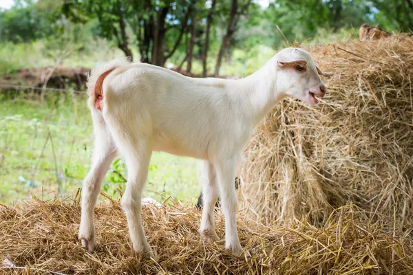 Cabra jovem na fazenda — Fotografia de Stock