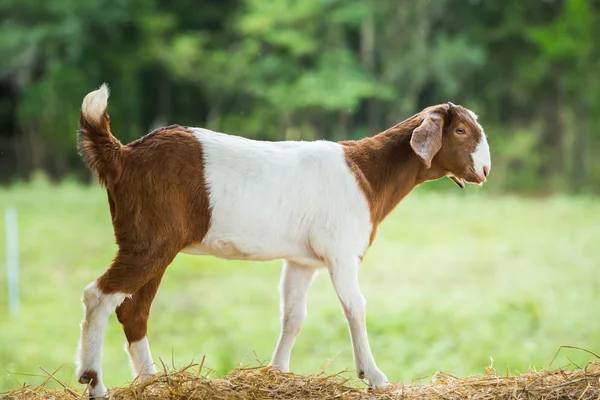 Geit in boerderij — Stockfoto