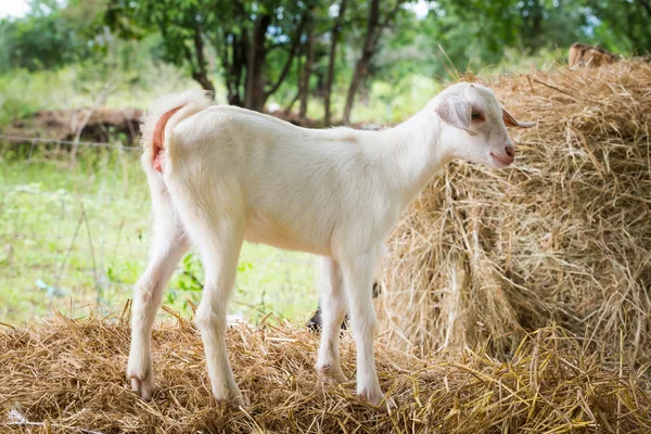 Cabra jovem na fazenda — Fotografia de Stock