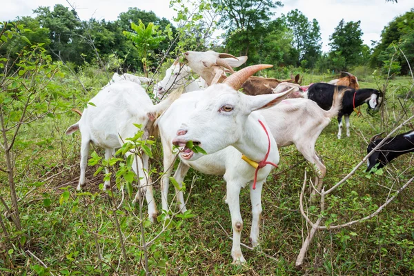 Goats in farm — Stock Photo, Image