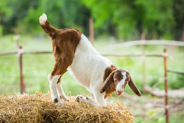 Cabra en la granja —  Fotos de Stock
