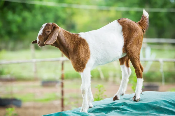 Geit in boerderij — Stockfoto