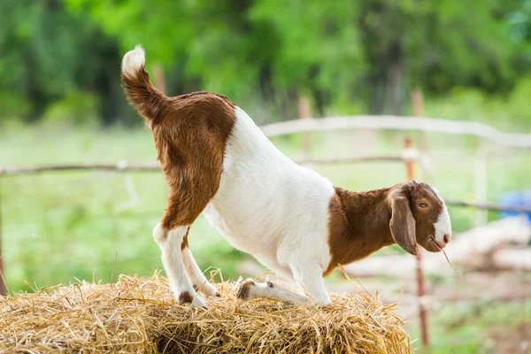 Kozí farmě — Stock fotografie