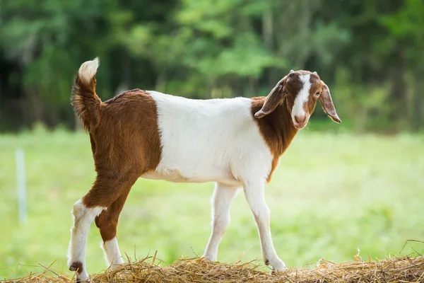 Goat in farm — Stock Photo, Image
