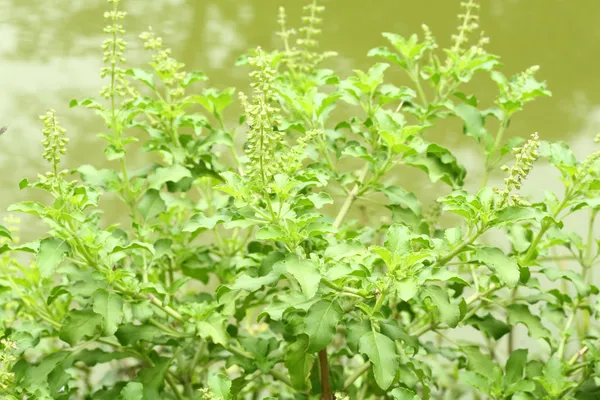 Holy basil — Stock Photo, Image