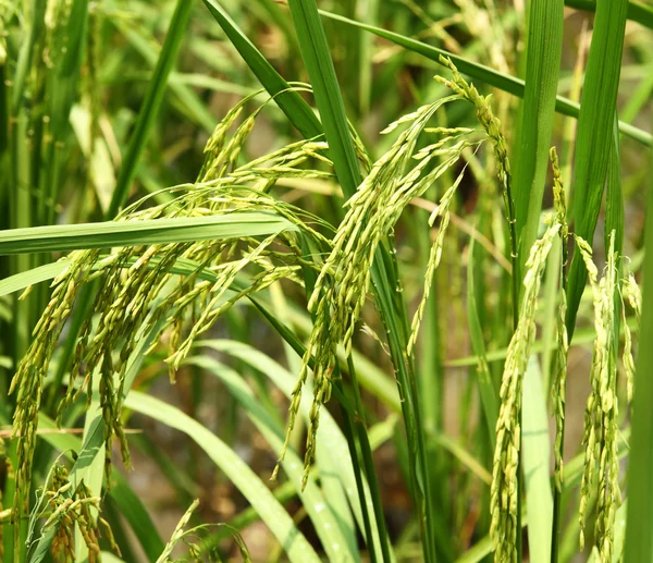 Rice spike — Stock Photo, Image