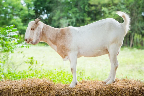Коза на ферме — стоковое фото