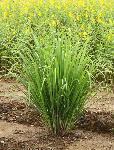 Hierba limón — Foto de Stock