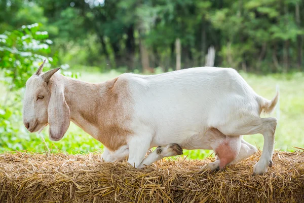 Caprinos na exploração agrícola — Fotografia de Stock