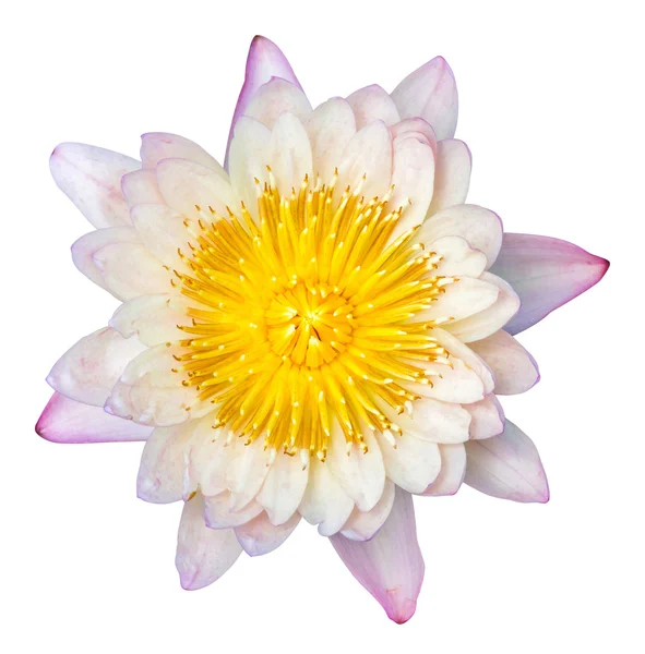 Su lily veya lotus çiçeği — Stok fotoğraf